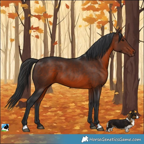 Horse Color:Brown 