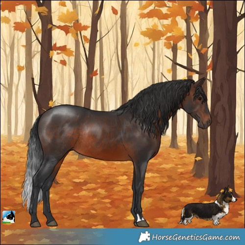 Horse Color:Brown Rabicano