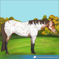 Horse Color:Bay Appaloosa 