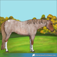 Horse Color:Red Roan Tobiano 