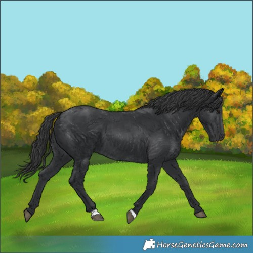 Horse Color:Black 