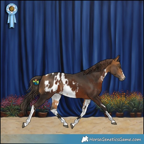 Horse Color:Buckskin  and White Spotted Liver Chestnut Appaloosa 