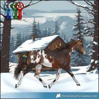 Horse Color:Buckskin  and White Spotted Liver Chestnut Blanket 