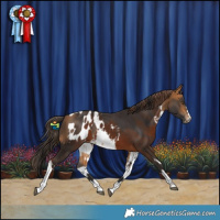 Horse Color:Buckskin  and White Spotted Liver Chestnut Appaloosa 
