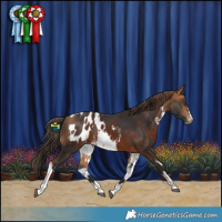 Horse Color:Buckskin and White Spotted Liver Chestnut Appaloosa