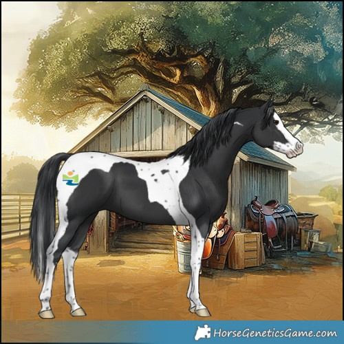 Horse Color:Black Splash Tobiano