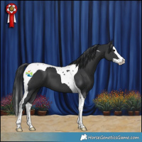 Horse Color:Black Splash Tobiano