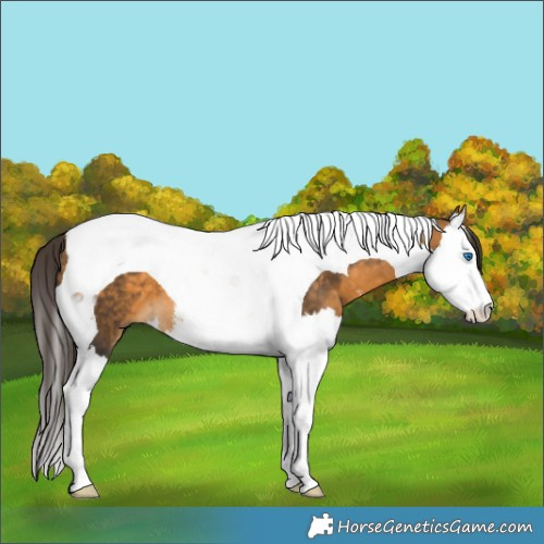 Horse Color:White Spotted Buckskin Splash Tobiano