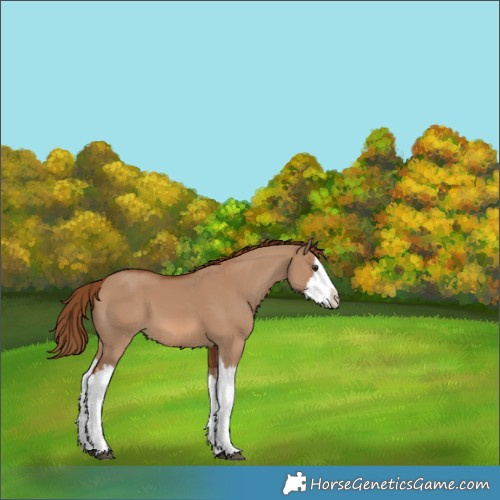 Horse Color:Red Dun Splash and Red Dun Splash