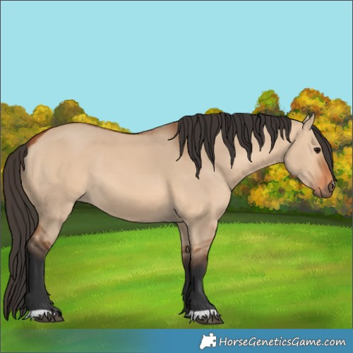 Horse Color:Bay Dun 
