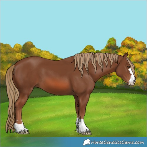 Horse Color:Chestnut 