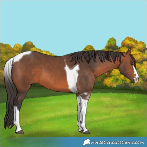 Horse Color:Bay Tobiano