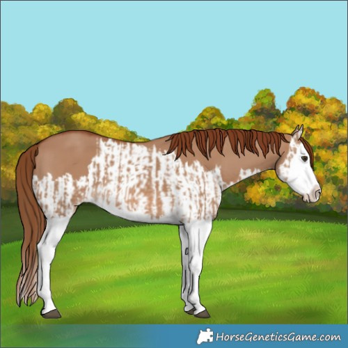 Horse Color:Red Dun Splash  and Red Dun Splash 