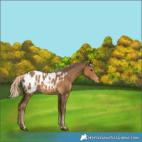 Horse Color:Chocolate Palomino Appaloosa 