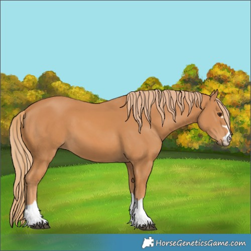 Horse Color:Chestnut 