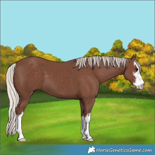 Horse Color:White Spotted Silver Black 