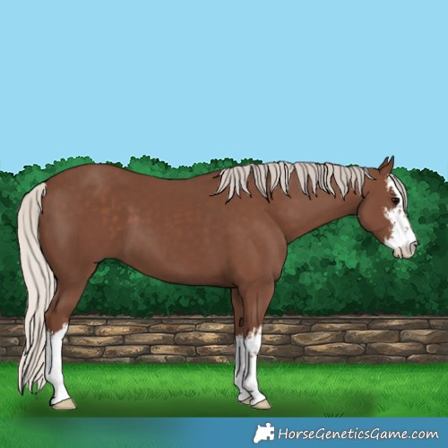Horse Color:White Spotted Silver Black