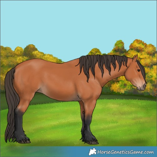 Horse Color:Bay 