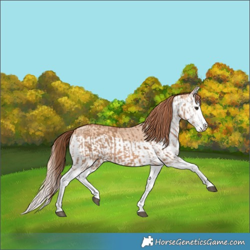 Horse Color:Red Dun Splash  and Gold Champagne Dun Splash 