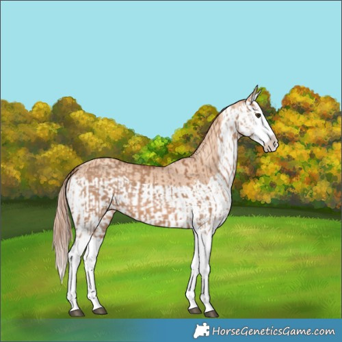 Horse Color:Red Dun Splash and Gold Champagne Dun Splash