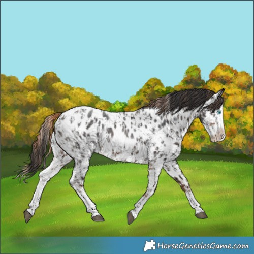 Horse Color:Liver Chestnut Sabino Splash Near Leopard  and Brown Sabino Splash Near Leopard 