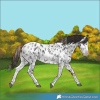 Horse Color:Liver Chestnut Sabino Splash Appaloosa and Brown Sabino Splash Appaloosa