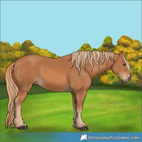 Horse Color:Chestnut 