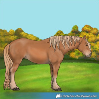Horse Color:Chestnut 