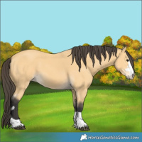 Horse Color:Buckskin 