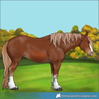 Horse Color:Chestnut 
