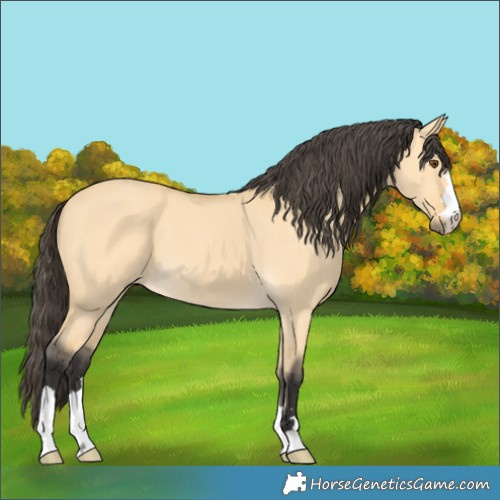 Horse Color:Buckskin Dun