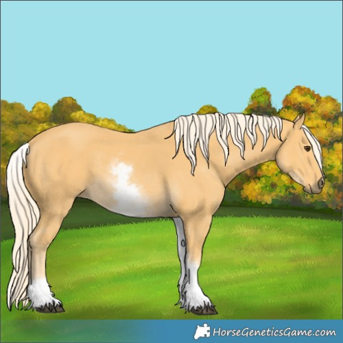 Horse Color:White Spotted Palomino 