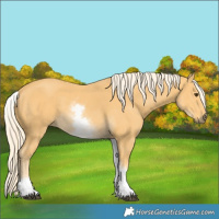 Horse Color:White Spotted Palomino 