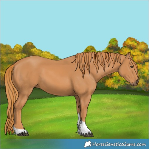 Horse Color:Chestnut Tobiano