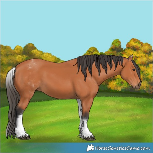 Horse Color:White Spotted Bay 