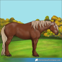 Horse Color:Gray Chestnut 