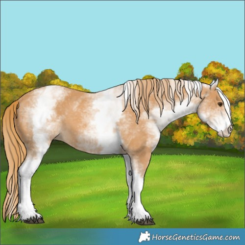 Horse Color:White Spotted Chestnut 