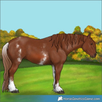 Horse Color:White Spotted Chestnut 