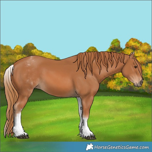 Horse Color:White Spotted Chestnut 
