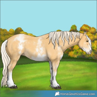 Horse Color:White Spotted Palomino 