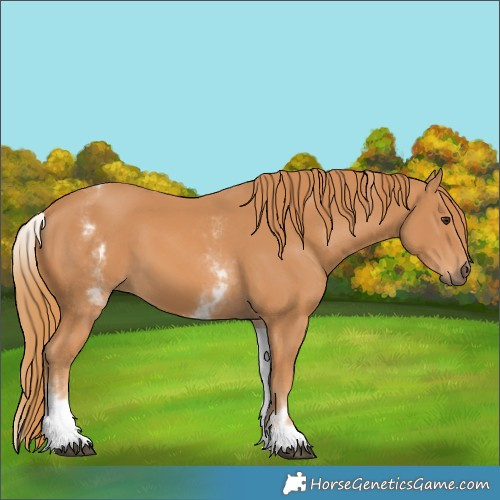 Horse Color:White Spotted Chestnut 