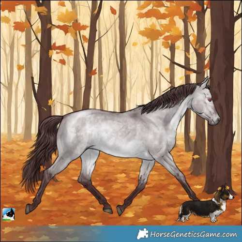 Horse Color:Chocolate Brown Chinchilla Dun 