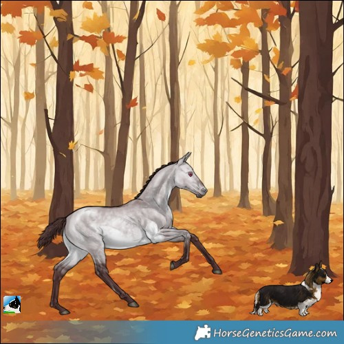 Horse Color:Chocolate Brown Chinchilla Dun