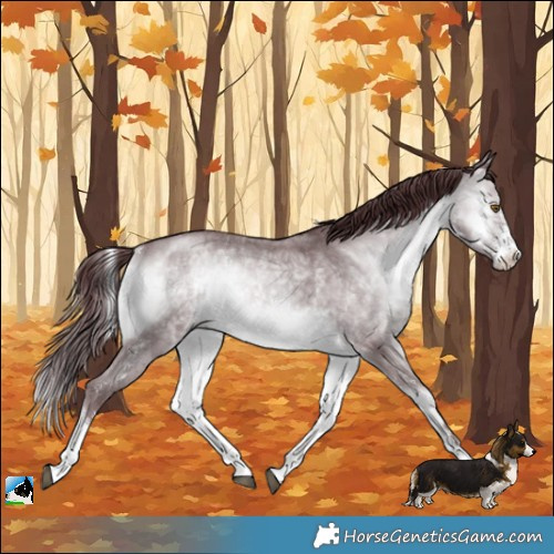 Horse Color:Chocolate Brown Chinchilla Onyx Sabino Rabicano 