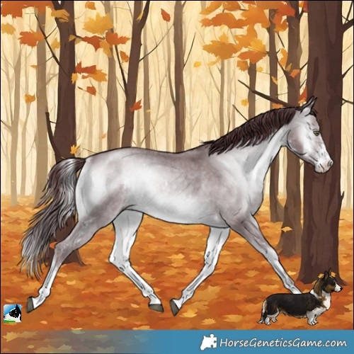 Horse Color:Chocolate Brown Chinchilla Onyx Sabino Rabicano 