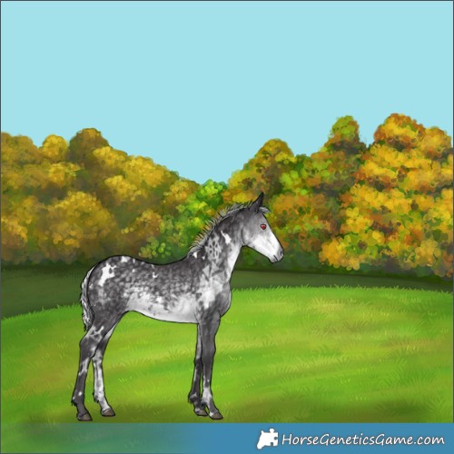 Horse Color:White Spotted Silver Smoky Black Chinchilla Ice 