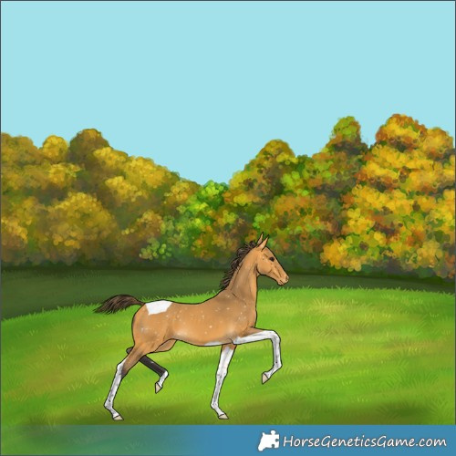 Horse Color:Buckskin Tobiano Appaloosa 