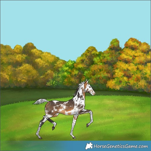 Horse Color:Buckskin Harlequin Merle Tobiano Appaloosa 