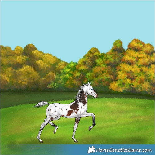 Horse Color:Gray Bay Harlequin Merle Tobiano Appaloosa 
