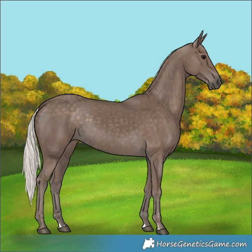 Horse Color:Silver Black 